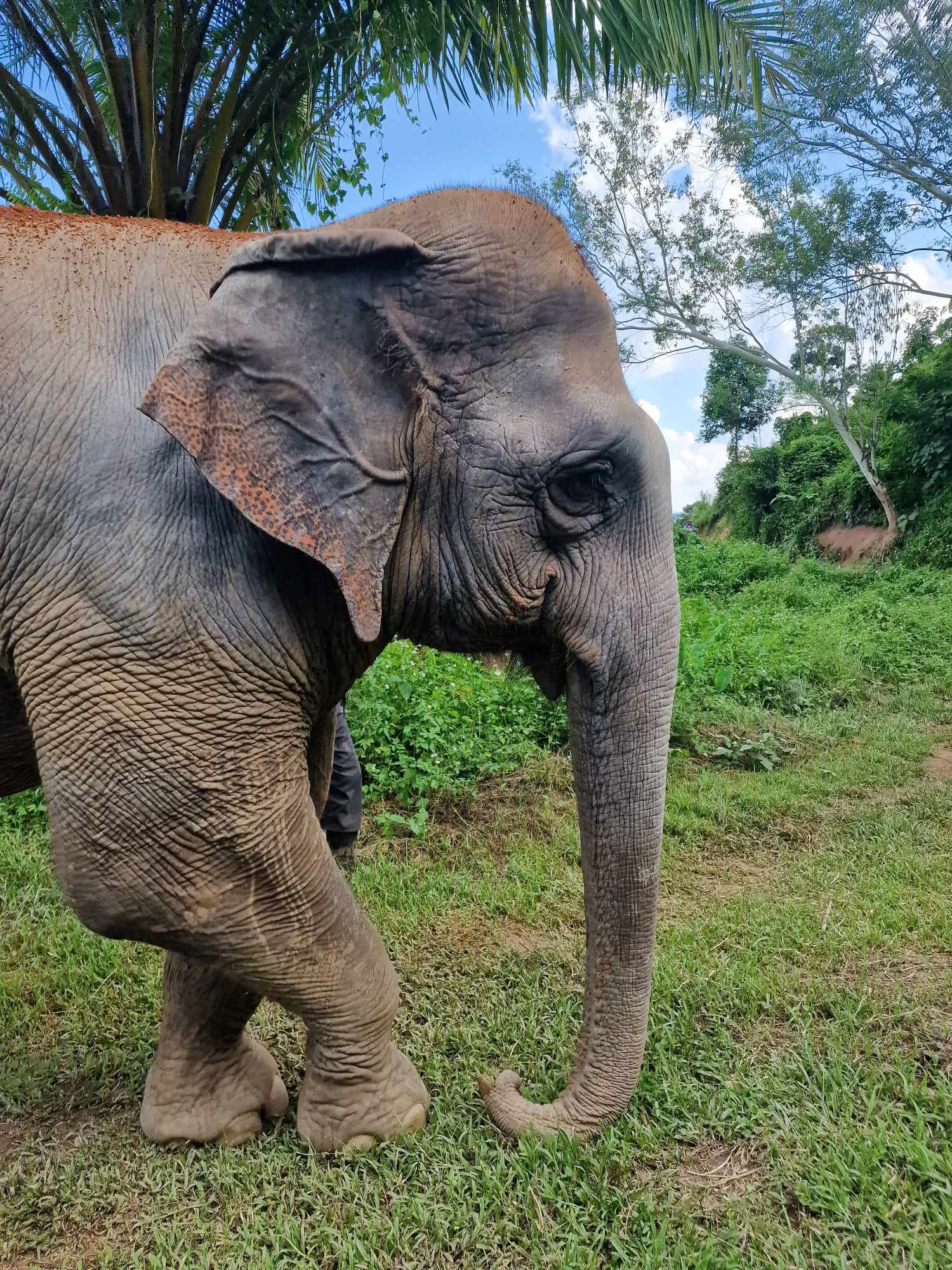 éléphant pleine conscience